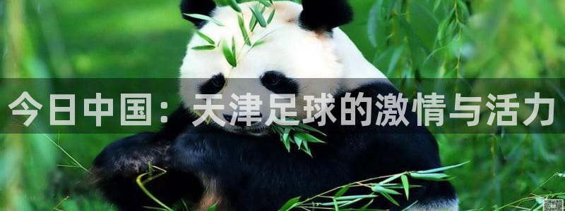 今日中国：天津足球的激情与活力