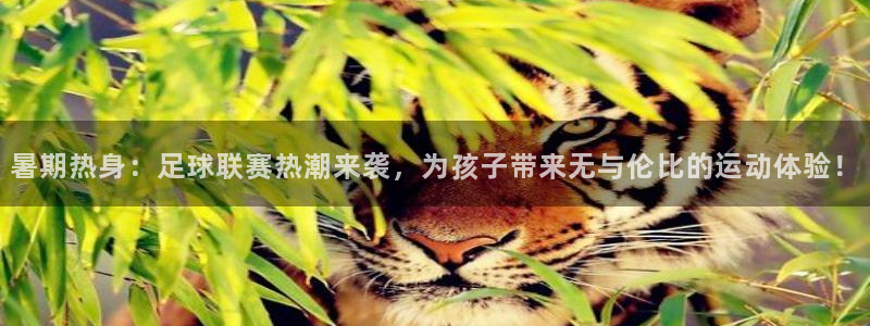 暑期热身：足球联赛热潮来袭，为孩子带