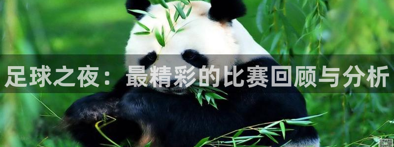 足球之夜：最精彩的比赛回顾与分析